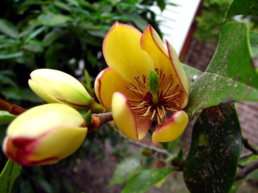 Flowers Still Life Photograph - Banana Shrub Blossom by J M Farris Photography