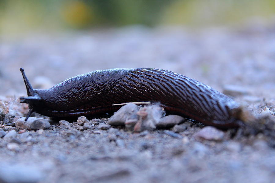 Banana Slug VI Photograph by Nicholas Miller - Fine Art America