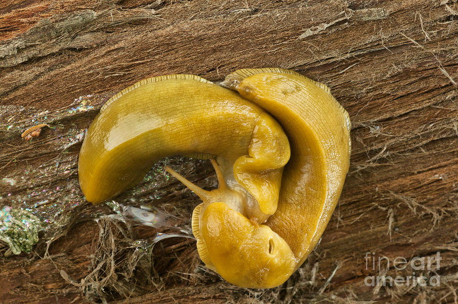 Banana Slugs Mating Photograph by Inga Spence