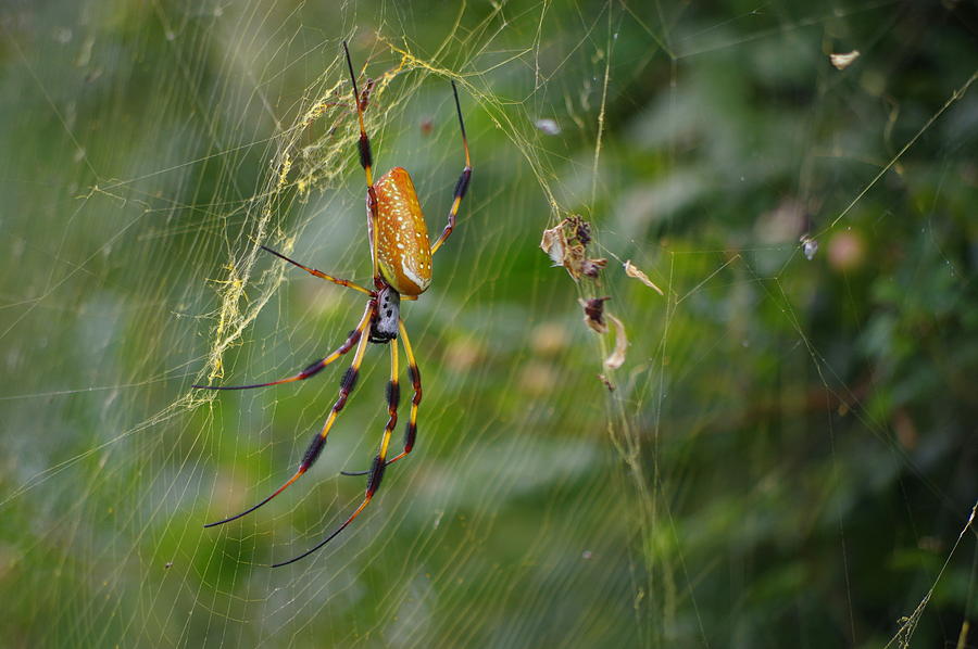 banana spider banana spider