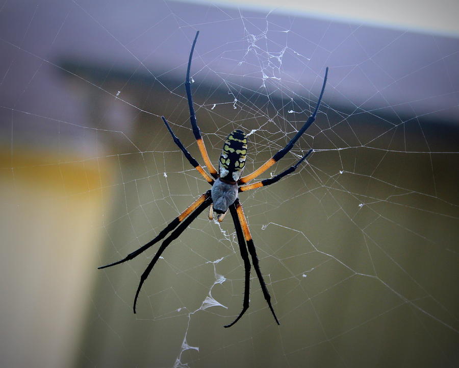 Spider Photograph - Banana Spider by Beth Vincent