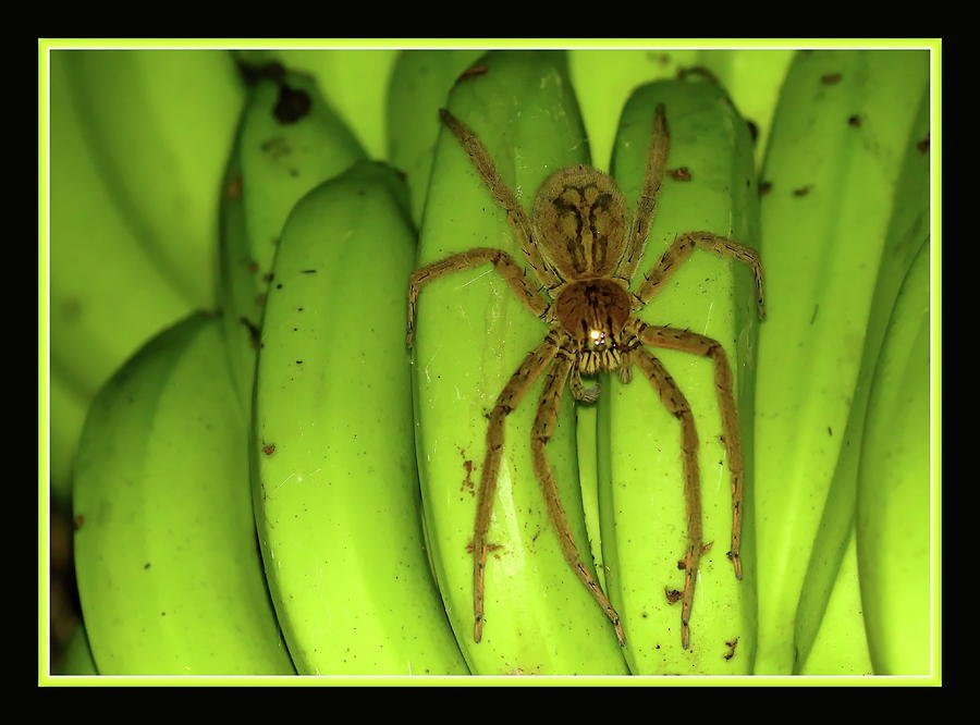 Banana spider Photograph by BYETPhotography Fine Art America
