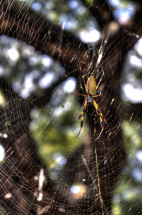 Spider Photograph - Banana Spider by Dustin K Ryan