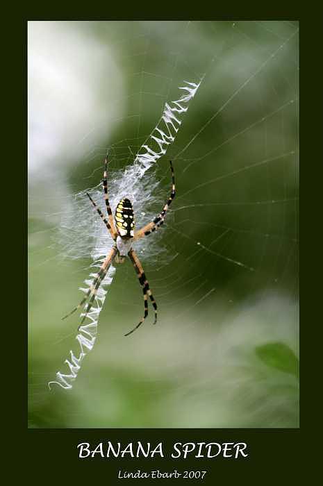 Spiders Photograph - Banana Spider by Linda Ebarb Spiders Photograph - Banana Spider by Linda Ebarb