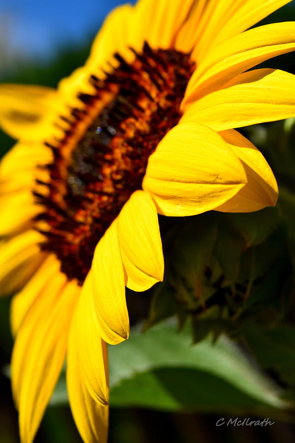 Banana Sunflower Photograph