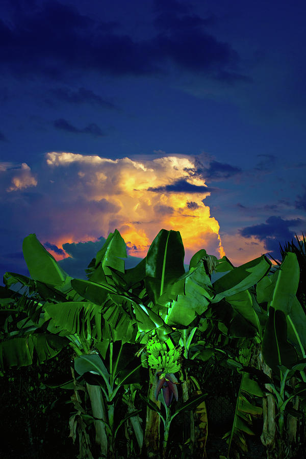 Banana Sunset Photograph by Mark Andrew Thomas