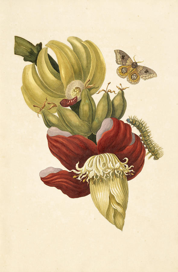 Banana tree flower Painting by Celestial Images