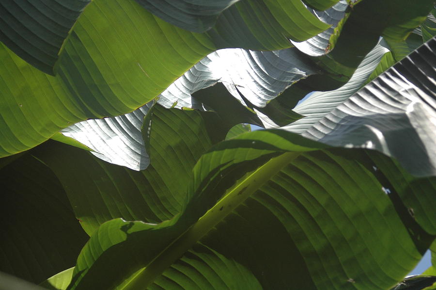 Banana Tree Leaves, 01 Photograph by Melody Watson