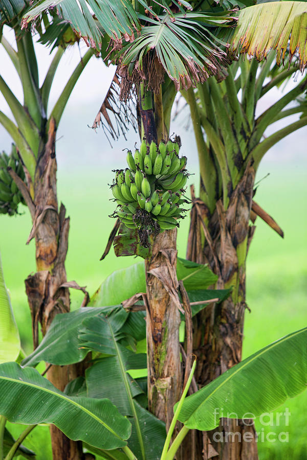 Nature Photograph - Banana Tree Vietnam  by Chuck Kuhn