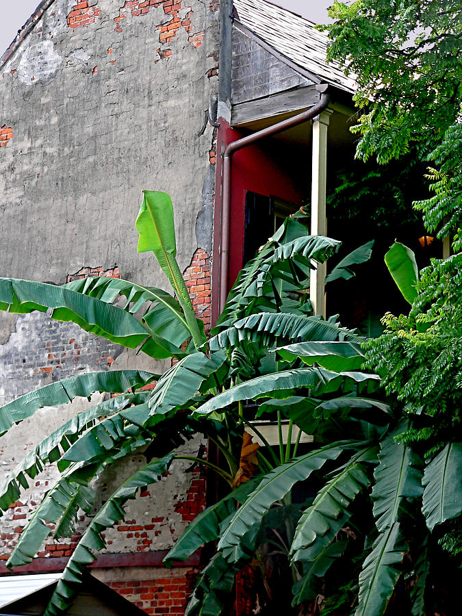 New Orleans Photograph - Bananas And Bricks by Kathy K McClellan