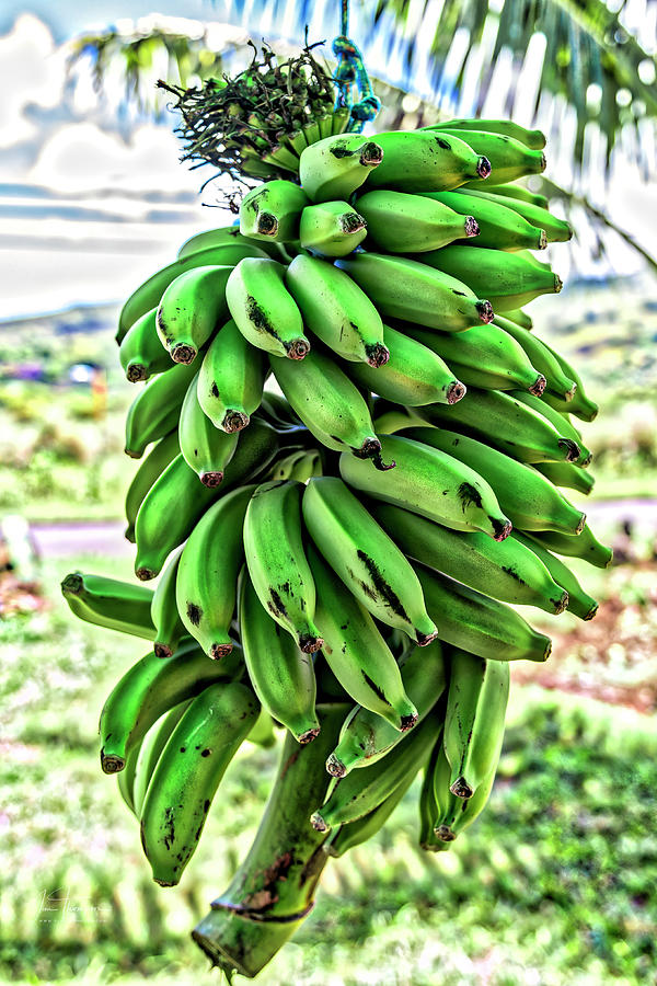 Bananas Photograph by Jim Thompson