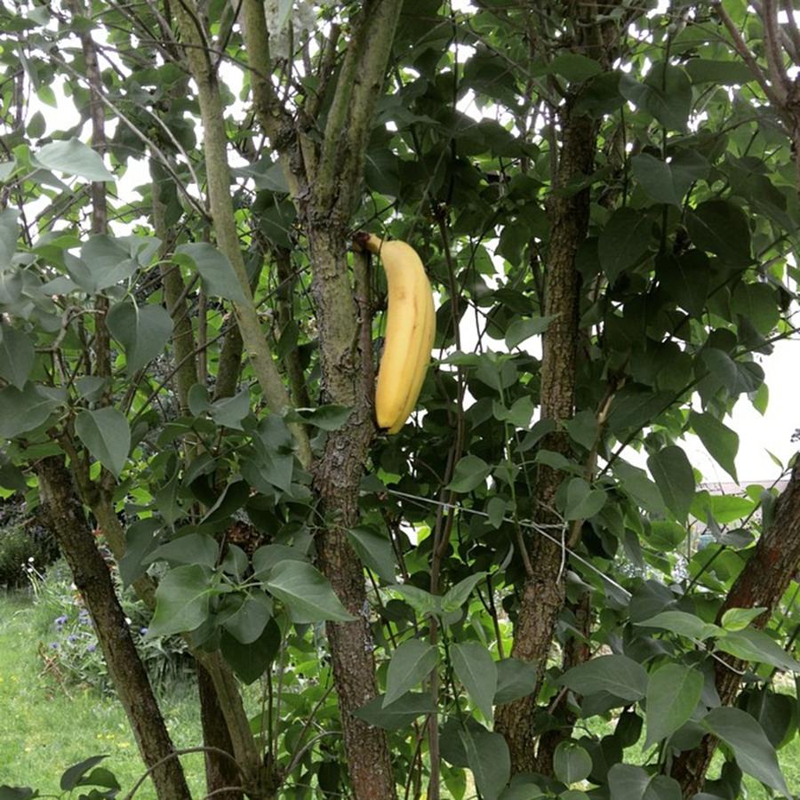 Nature Photograph - Banana tree  by Gypsy Heart