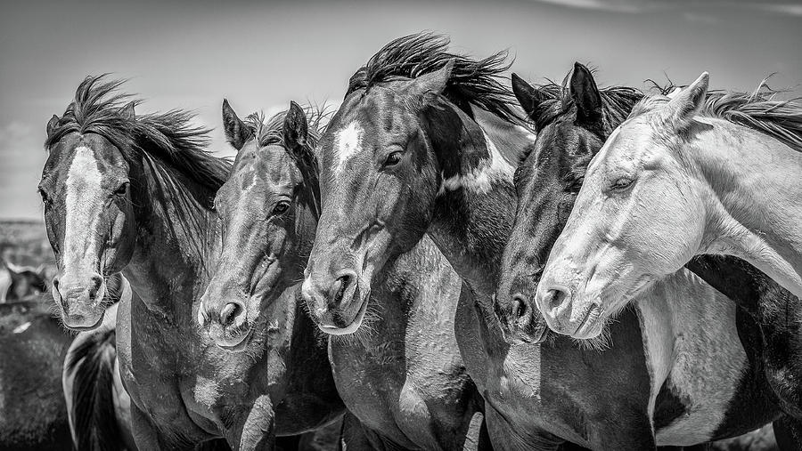 Band of Brothers Photograph by Mike McGinnis - Pixels