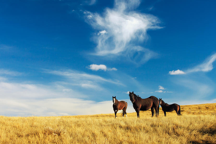 Band of Horses Photograph by Todd Klassy
