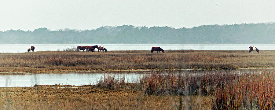 Band of Wild Horses along Sinepuxent Bay by Assateague Pony Photography Band of Wild Horses along Sinepuxent Bay by Assateague Pony Photography