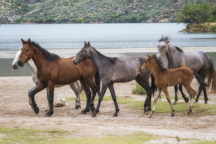 Horse Photograph - Band of Wild Horses  by Saija Lehtonen