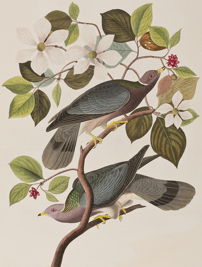 John James Audubon Painting - Band-tailed Pigeon  by John James Audubon