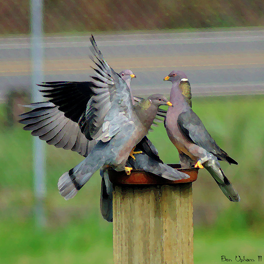 Band-Tailed Pigeons #1 Photograph by Ben Upham III