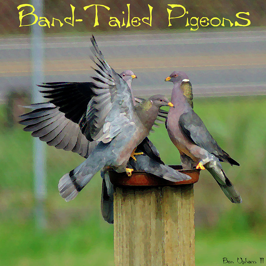 Band-Tailed Pigeons #1 with Text Photograph by Ben Upham III