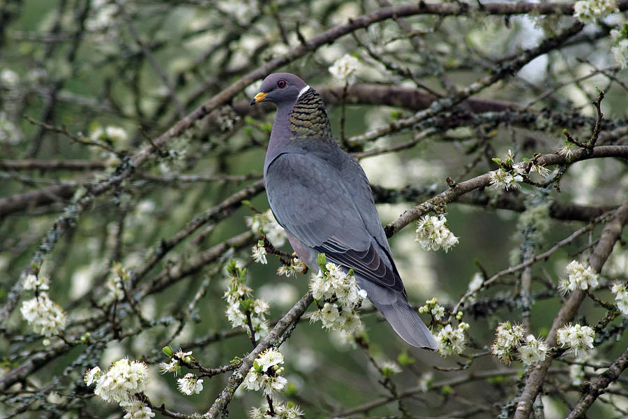 Band-Tailed Pigeons #11 Photograph by Ben Upham III