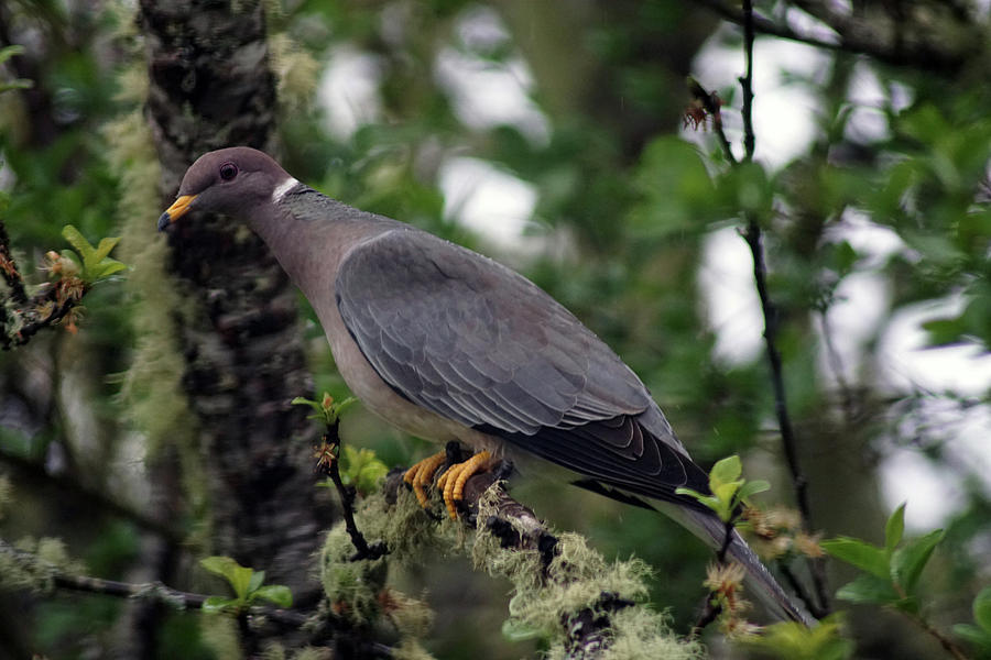 Band-Tailed Pigeons #13 Photograph by Ben Upham III