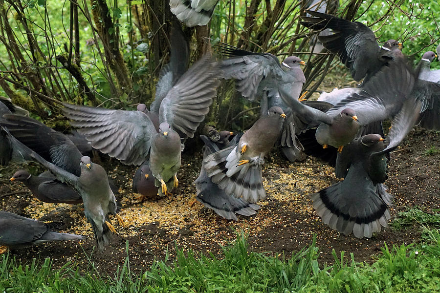 Band-Tailed Pigeons #15 Photograph by Ben Upham III