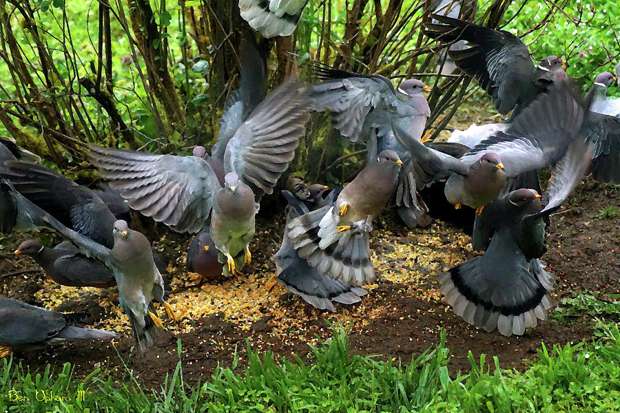 Band-Tailed Pigeons #15 Enhanced Photo Art Photograph by Ben Upham III