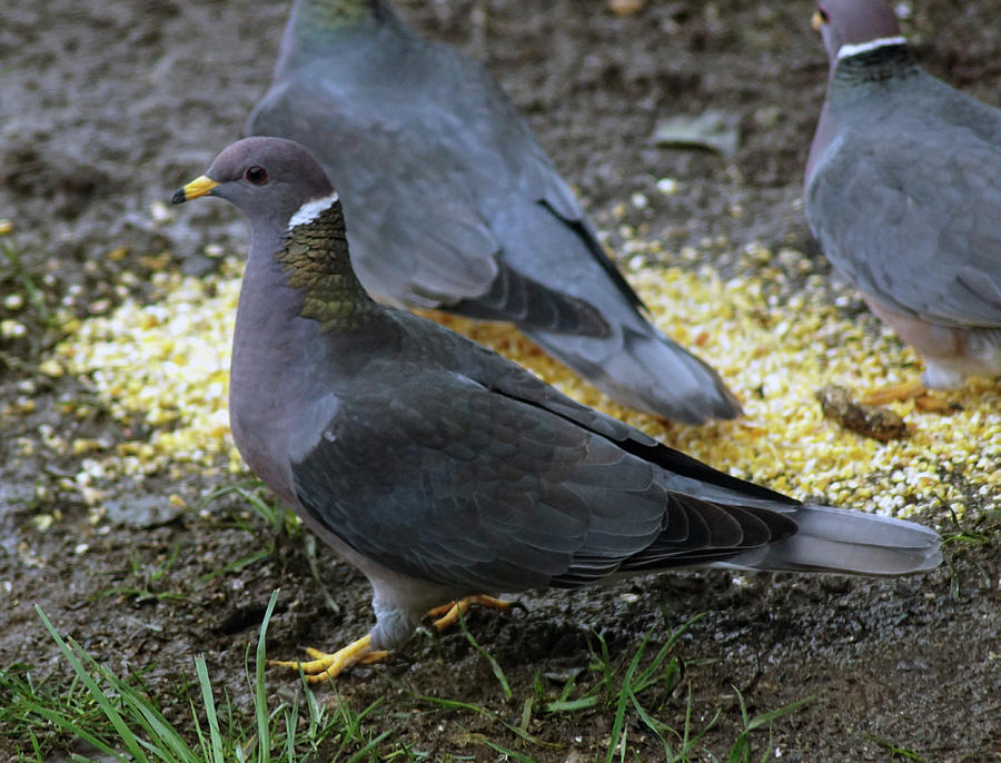 Band-Tailed Pigeons #4 Photograph by Ben Upham III