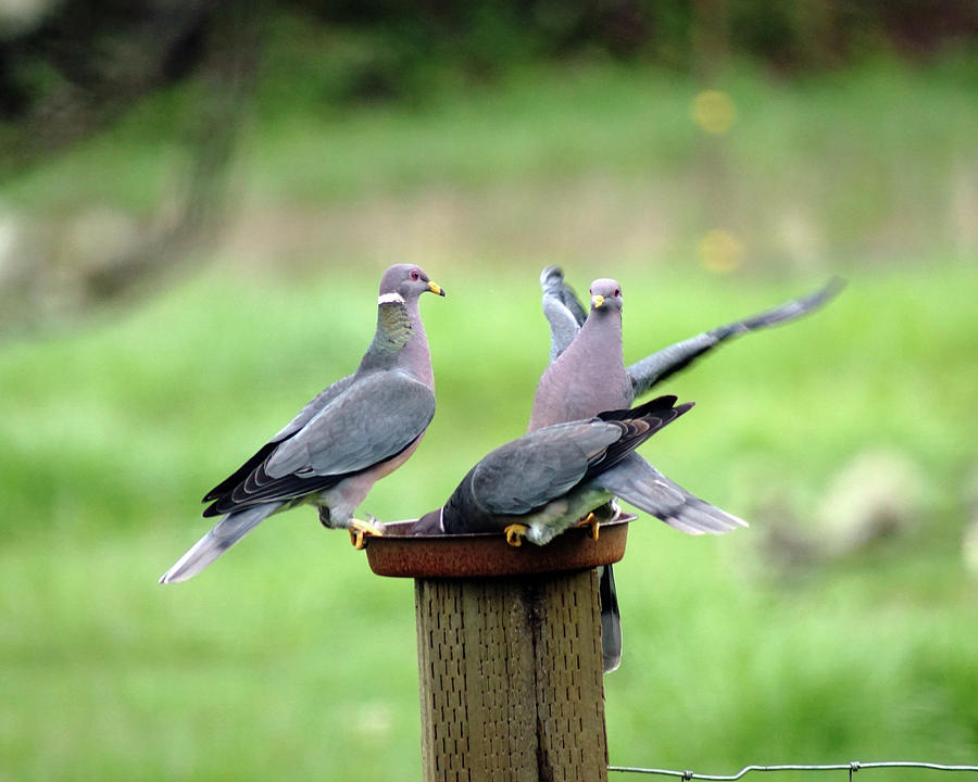 Band-Tailed Pigeons #6 Photograph by Ben Upham III
