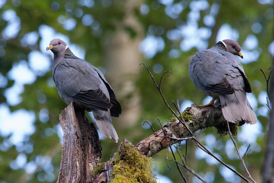 Band-tailed Pigeons at Billy Frank Jr. Nisqually National Wildlife ...