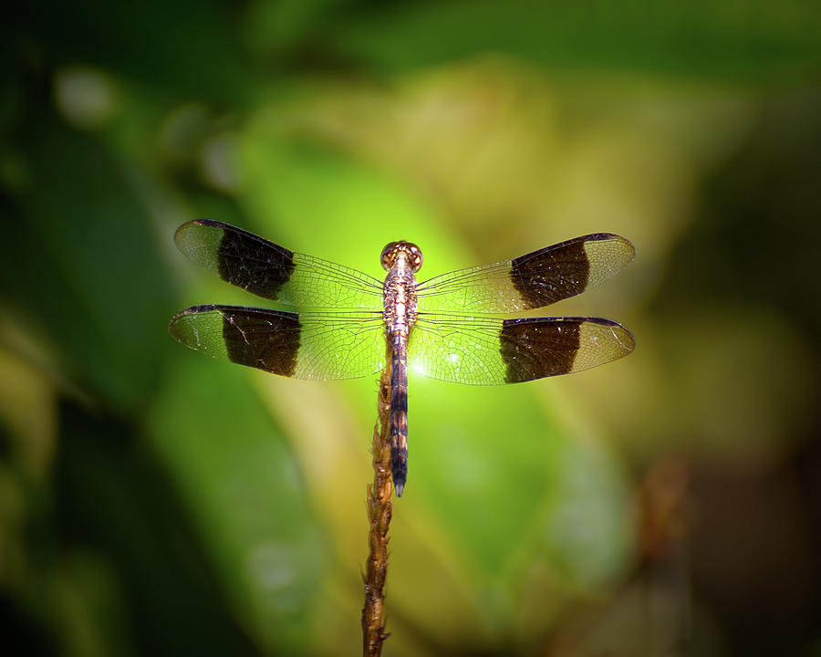 Wildlife Photograph - Band Winged Dragonlet by Mark Andrew Thomas
