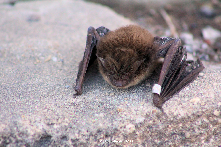 Bat Photograph - Banded Bat by Carolyn Postelwait