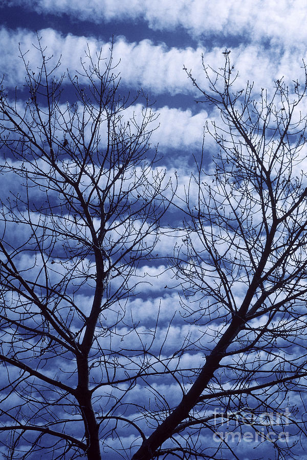 Tree Photograph - Banded Clouds by Garry Ladd
