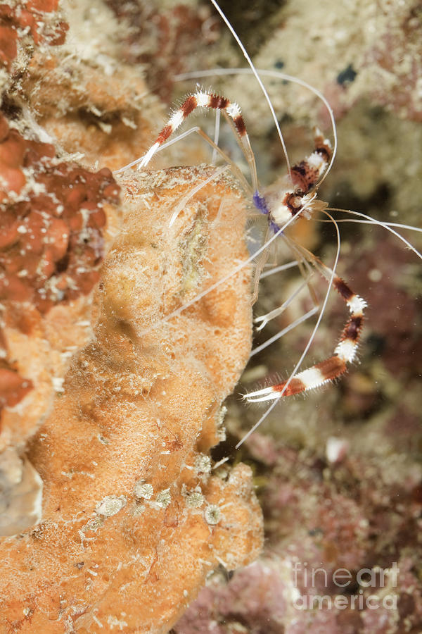 Banded Coral Shrimp Photograph by Anthony Totah