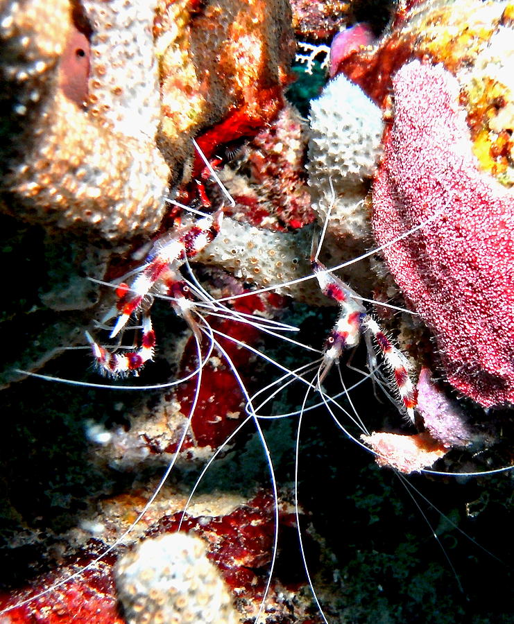 Banded Coral Shrimp - Caught in the Act Photograph by Amy McDaniel