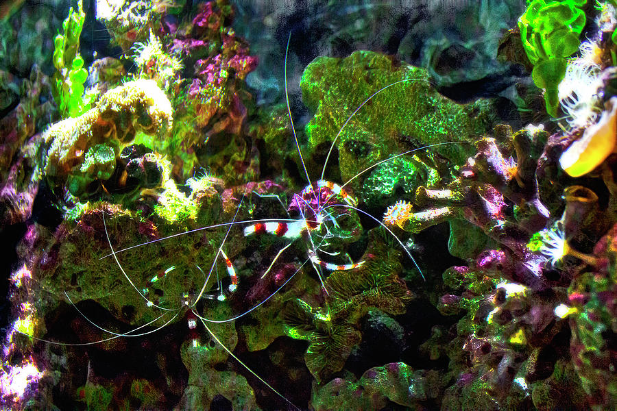  Banded Coral Shrimp Photograph by Miroslava Jurcik
