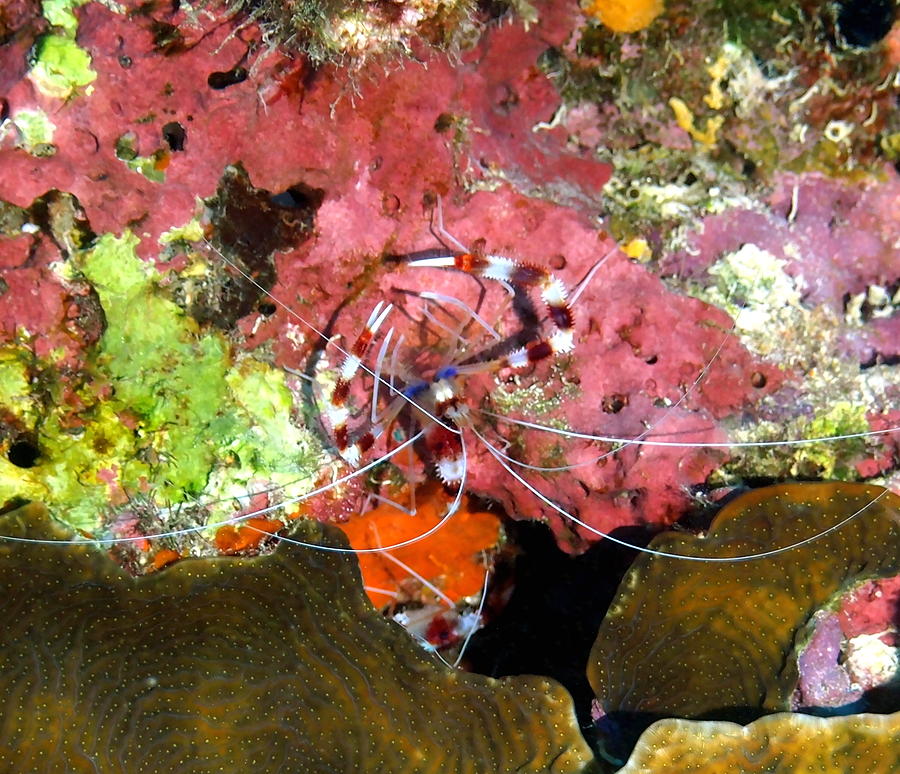 Banded Coral Shrimp on Colorful Coral Photograph by Amy McDaniel