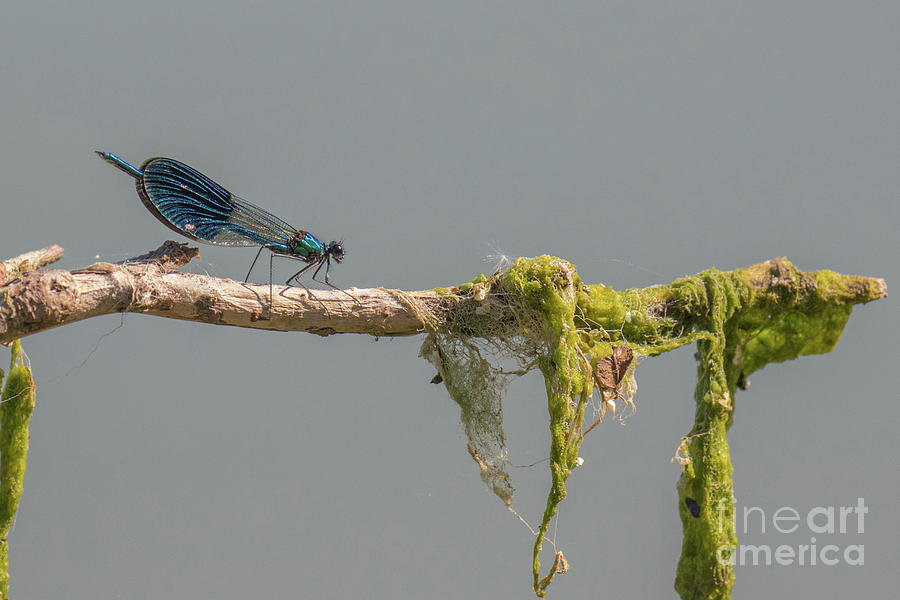 Banded demoiselle - Calopteryx splendens Photograph by Jivko Nakev