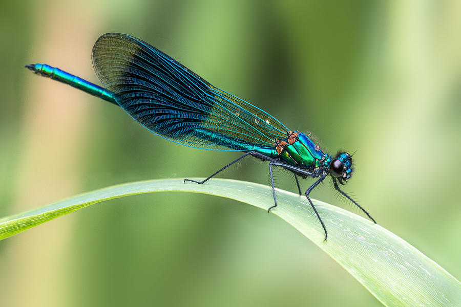 Dragonfly Photograph - Banded Demoiselle by Ian Hufton