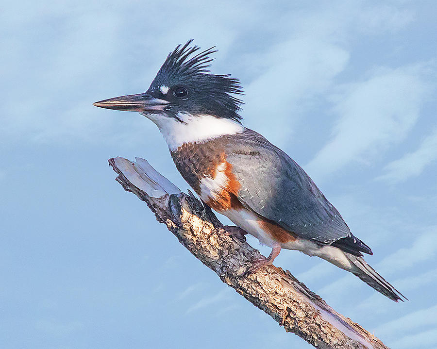 Banded Kingfisher on Branch Photograph by Lowell Monke