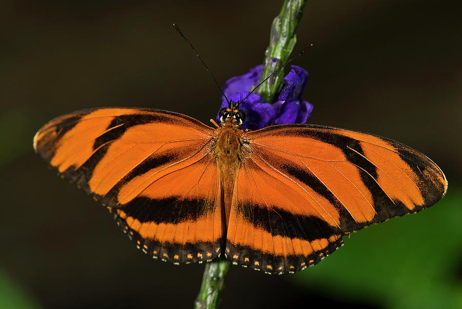 Banded Orange Butterfly Photograph by JT Lewis