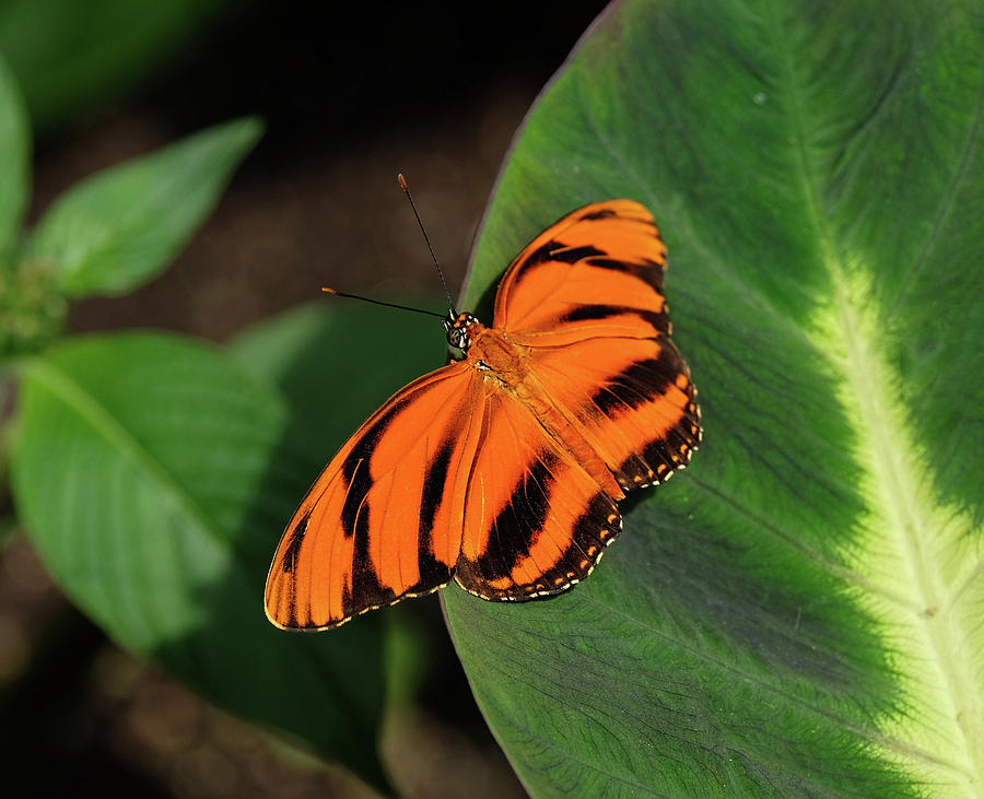 Banded Orange Butterfly on leaf Photograph by Ronda Ryan