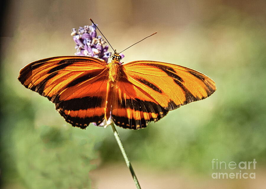 Banded Orange Heliconian Butterfly  Photograph by Robert Bales