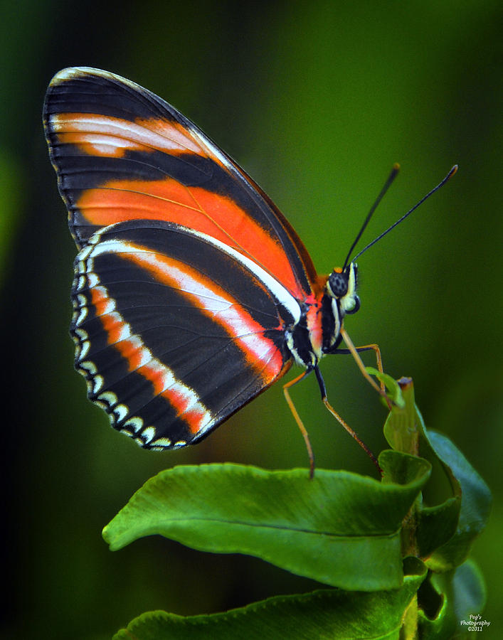 Banded Orange Longwing Butterfly Photograph by Peg Runyan