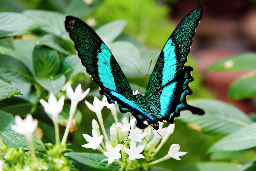 blue peacock butterfly