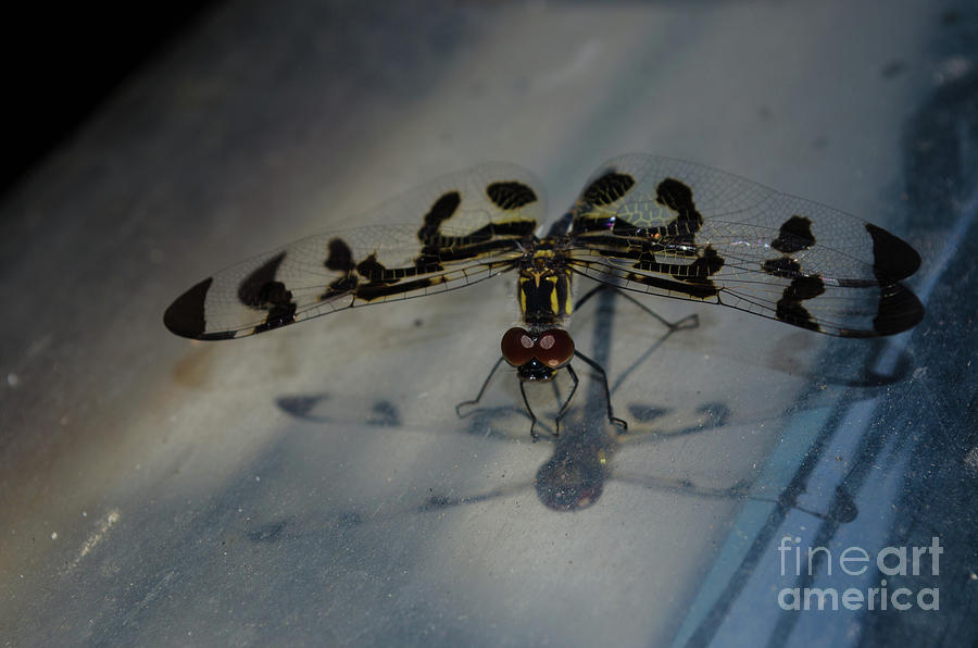 Banded Pennant Dragonfly Female Photograph by Donna Brown