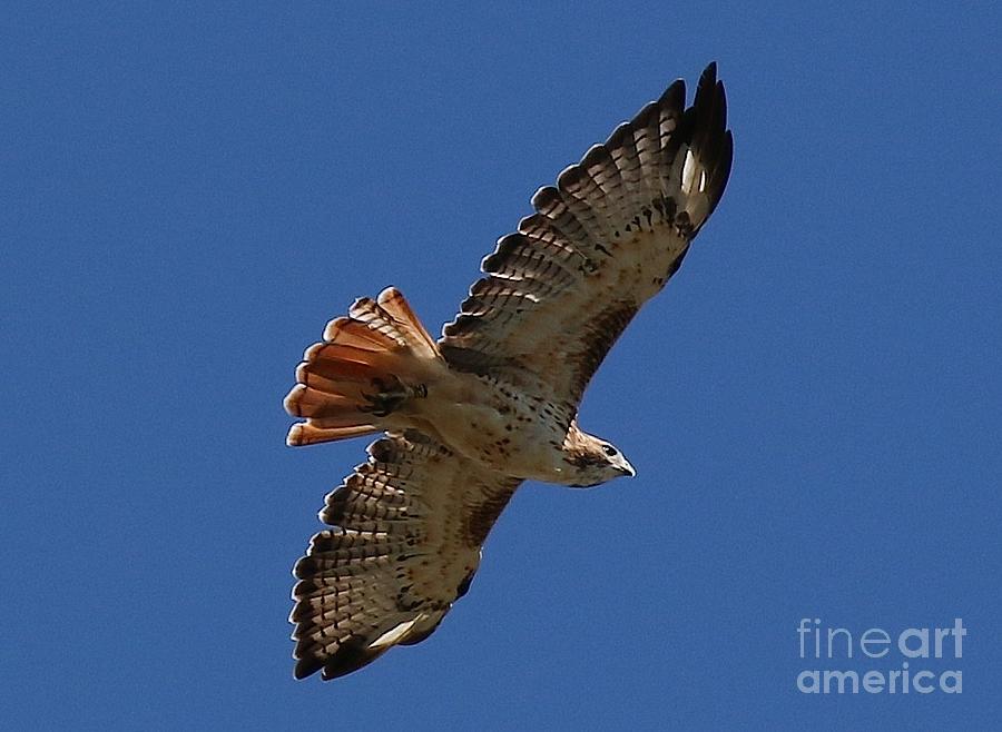 Banded Red Tailed Hawk Photograph by Angela Koehler