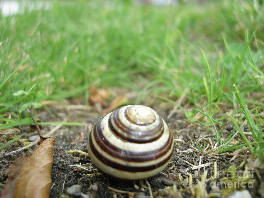 Banded Snail Photograph by James E Weaver