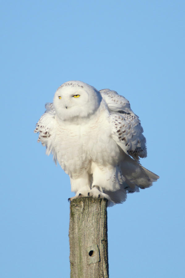Banded Snowy Owl Photograph by Brook Burling