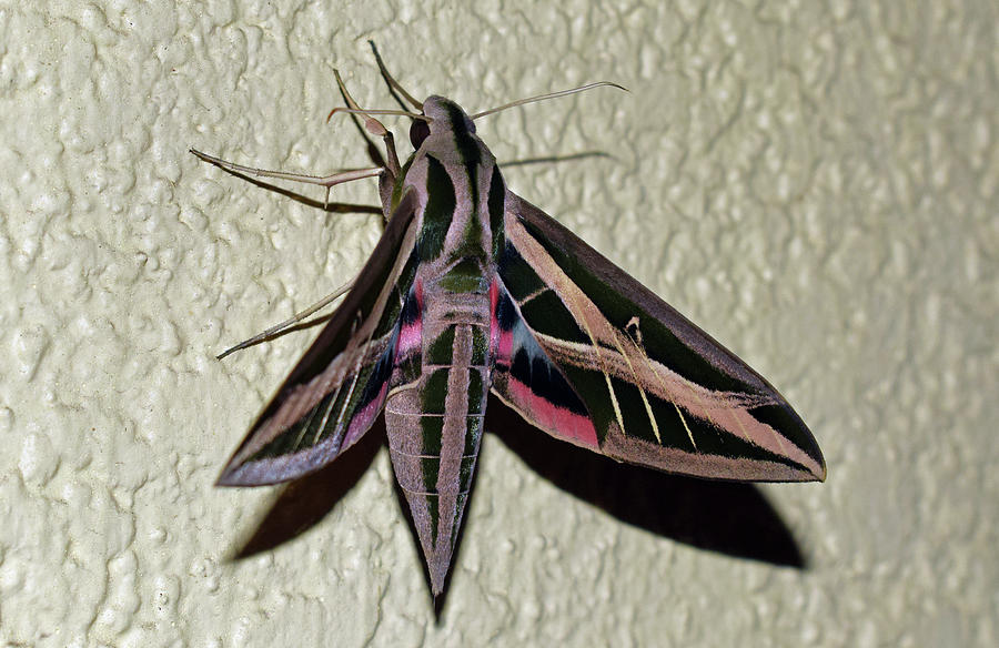 Banded Sphinx Moth Photograph by Larah McElroy
